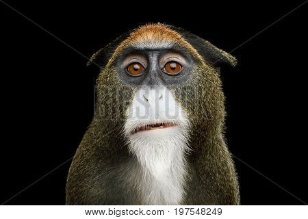 Close-up Portrait of Funny De Brazza's Monkey on Isolated Black Background