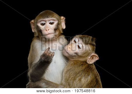Portrait of Two Monkey Hugging, Crab-eating and Rhesus macaque on Isolated Black Background
