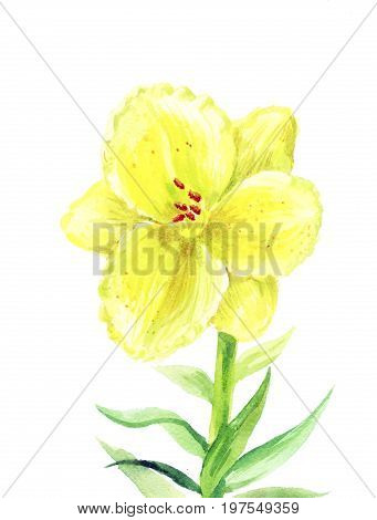 Yellow lily watercolor. Illustration of a daylily. One flower on a white background.