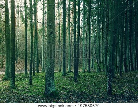 Twilight in a rich pine tree forest