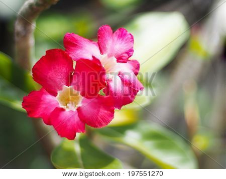 Close up Impala lily red flower and green leaves