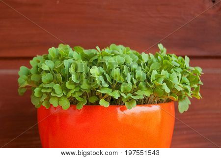 Growing fresh rucola in a pot on a balcony