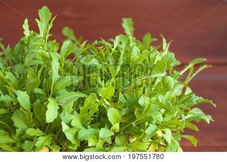 Growing fresh rucola in a pot on a balcony