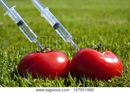 Genetic modification of tomatoes. Fresh, juicy tomatoes with syringe.