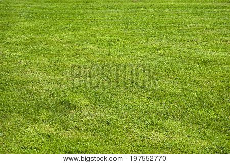 Artificial grass - Green grass background (texture)