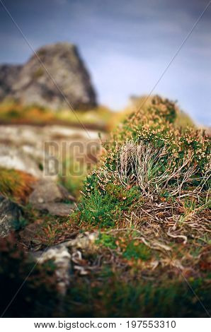 Heather in Norway mountains, near Vigra village