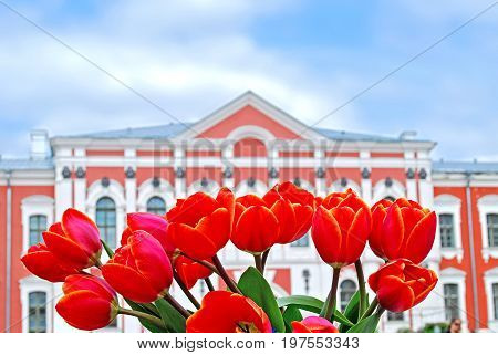 Jelgava, Latvia - May 8th, 2011: Latvia University of Agriculture. Red tulips in front of the palace for annual spring celebration event where people sell seedlings.