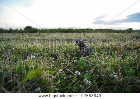 Sable ferret in a Latvian (Baltic) meadow