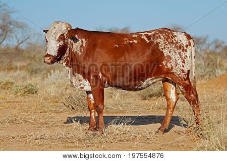 Sanga cow - indigenous cattle breed of northern Namibia, southern Africa