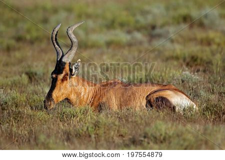 A red hartebeest (Alcelaphus buselaphus) resting in natural habitat, South Africa