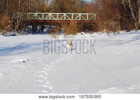 Beagle dog running through the snow in the winter