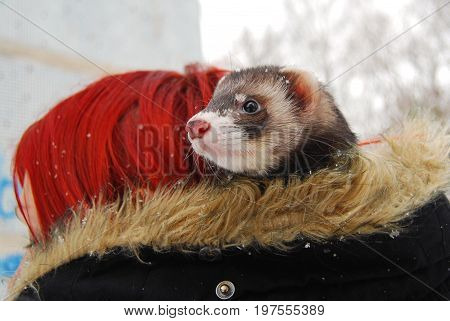 Ferret in winter - sitting in a red-haired girl's hood