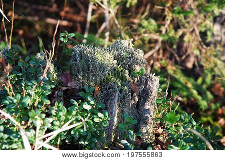 Old tree stump in a forest covered with lichens