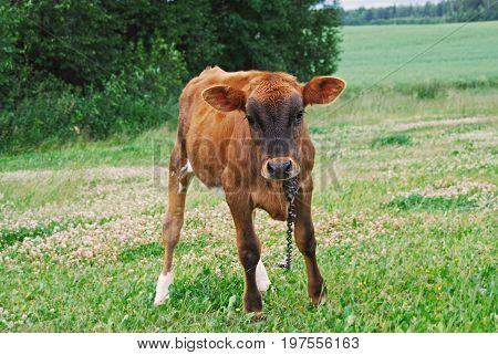 Brown calf on a pasture in Latvia (Europe)