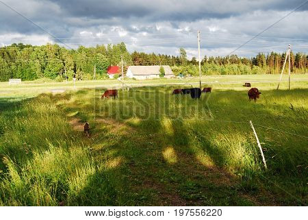 Pasture on a stormy Latvian countryside, Europe