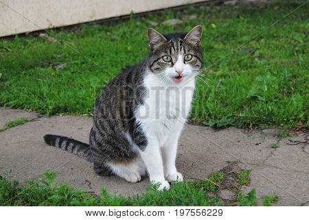White striped cat meowing on a concrete path in front of a house