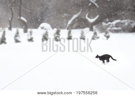 Grey (blue) cat running through a field of snow