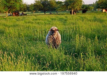 Sheep and a lamb in the sunset