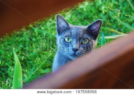 Grey (blue) cat looking straight at the camera