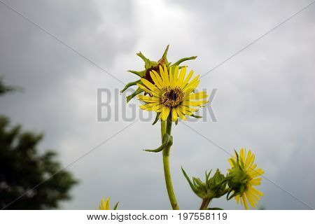 Compass plants (Silphium laciniatum) bloom in a field in Plainfield, Illinois during June.