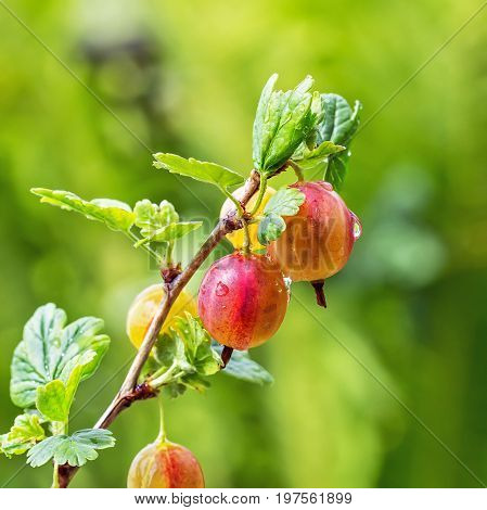 Garden berry bushes Gooseberries ordinary ( lat. Grossularia uva-crispa ). Branch with berries closeup