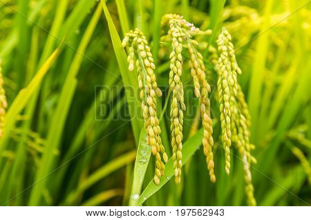 close up yellow rice in green paddy field.