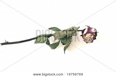 Dry rose