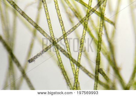 microscopic detail of green filamentous freshwater algae
