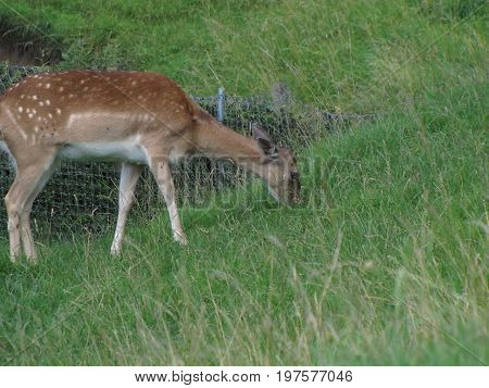 the deer on the edge of the road