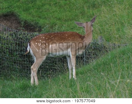 the deer on the edge of the road