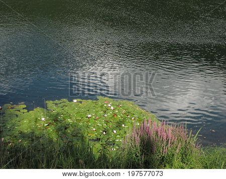 white and pink water lilies in a pond