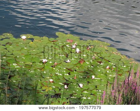 white and pink water lilies in a pond