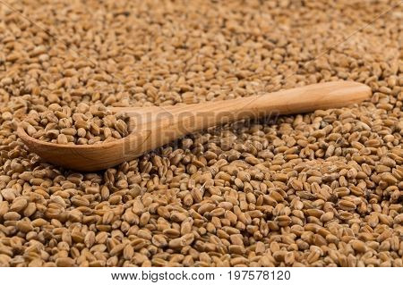 Wheat Grain On White