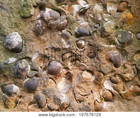 Group of Late Crustacean fossils of oysters from North Bohemia Czech republic