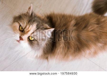 Long-haired cat with ashy-ginger fur looks up. Beautiful family pet with fluffy fur and yellow eyes wants to eat