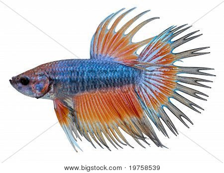 Bojovnice pestrá. Betta Splendens