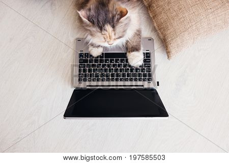 Fluffy cat lays on wooden floor with laptop in front of it. Charming family pets study new technology of its owners, view from above