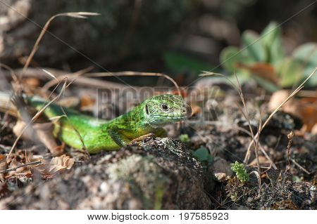 Small green lizard basking in the sun closeup.