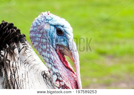 Portrait of a turkey male or gobbler closeup on a green background.