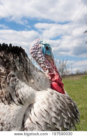 turkey male or gobbler closeup on the blue sky background.