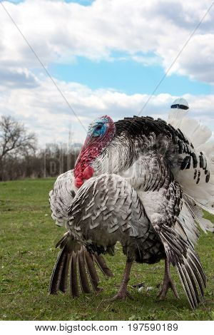turkey male or gobbler closeup on green grass with blue sky.
