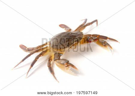 edible alive crab isolated on a white background.