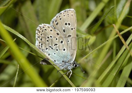 Large Blue Butterfly - Maculinea arion
Male Underside