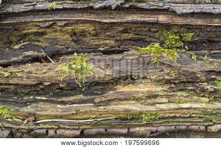 picture of a full frame rotting mossy wood detail