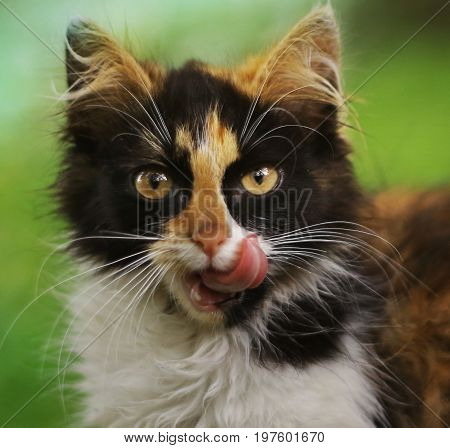 three colored she kitten on green summer garden background close up photo apen mouth tongue lick