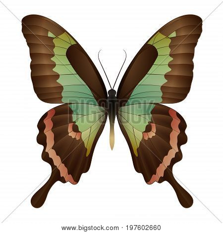 Beautiful butterfly isolated on a white background. Vector 3D illustration