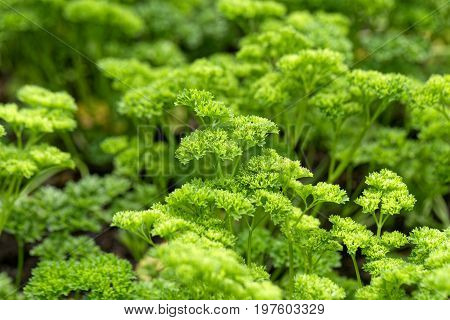 Leaves of garden parsley Petroselinum crispum in a garden bed.