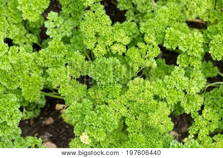 Leaves of garden parsley Petroselinum crispum in a garden bed.