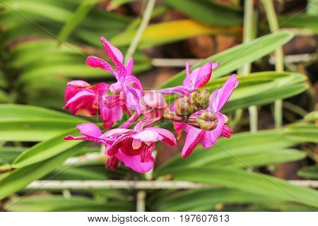 the seed-bearing part of a plant, consisting of reproductive organs (stamens and carpels) that are typically surrounded by a brightly colored corolla (petals) and a green calyx (sepals)