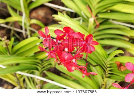 the seed-bearing part of a plant, consisting of reproductive organs (stamens and carpels) that are typically surrounded by a brightly colored corolla (petals) and a green calyx (sepals)